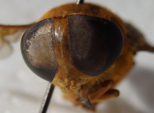 Réf. 216 785 : Cryptotylus sp.